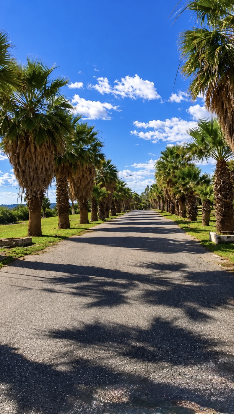 Camino de ingreso rodeado de palmeras en Palmar del Lago